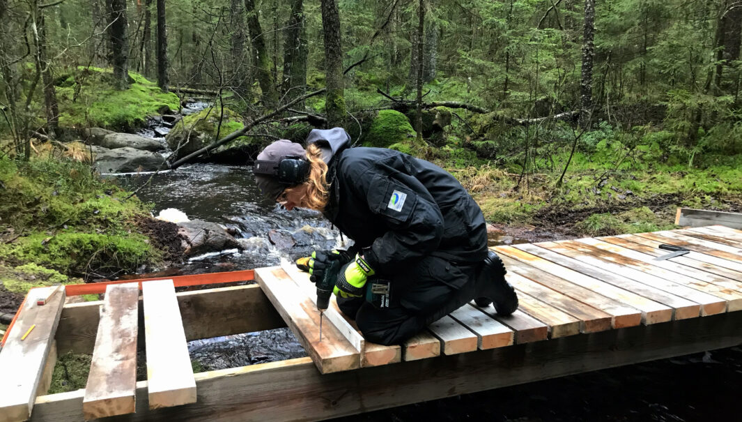 Person bygger en spångbro över en bäck.