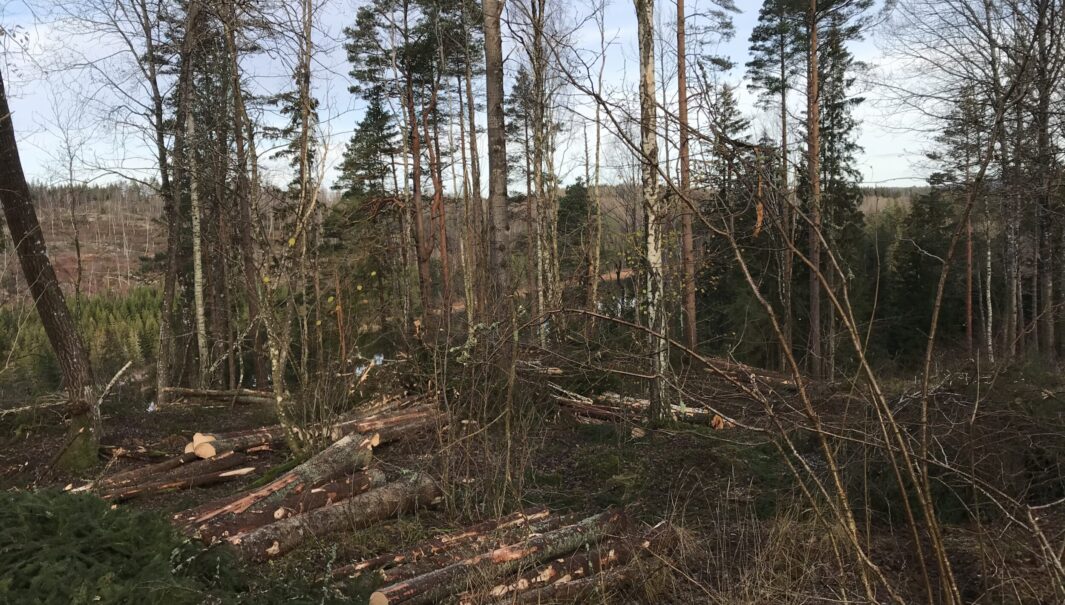 Gran avverkades vid restaurering av ängs- och betesmark i Dackehögen, Bengtsfors kommun.