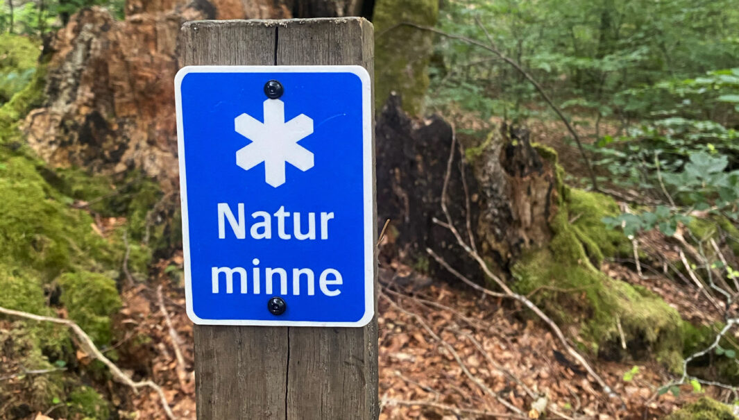 Foto på en markering av ett naturminne; skylt med vit stjärna och texten naturminne.