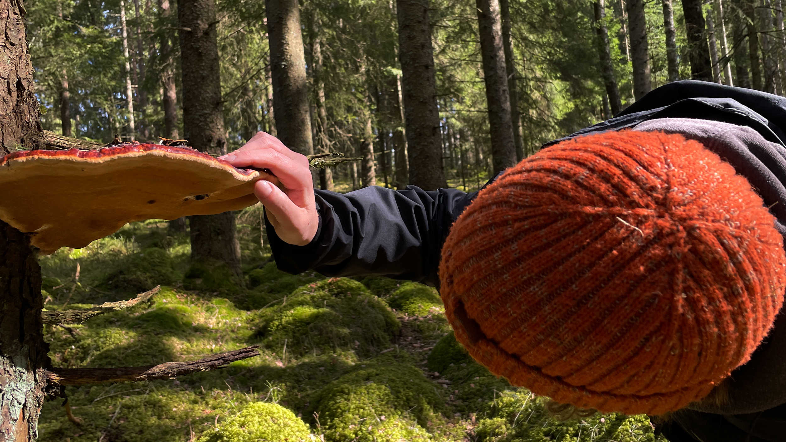 Person ser närmare på en stor svamp på ett träd. Foto.