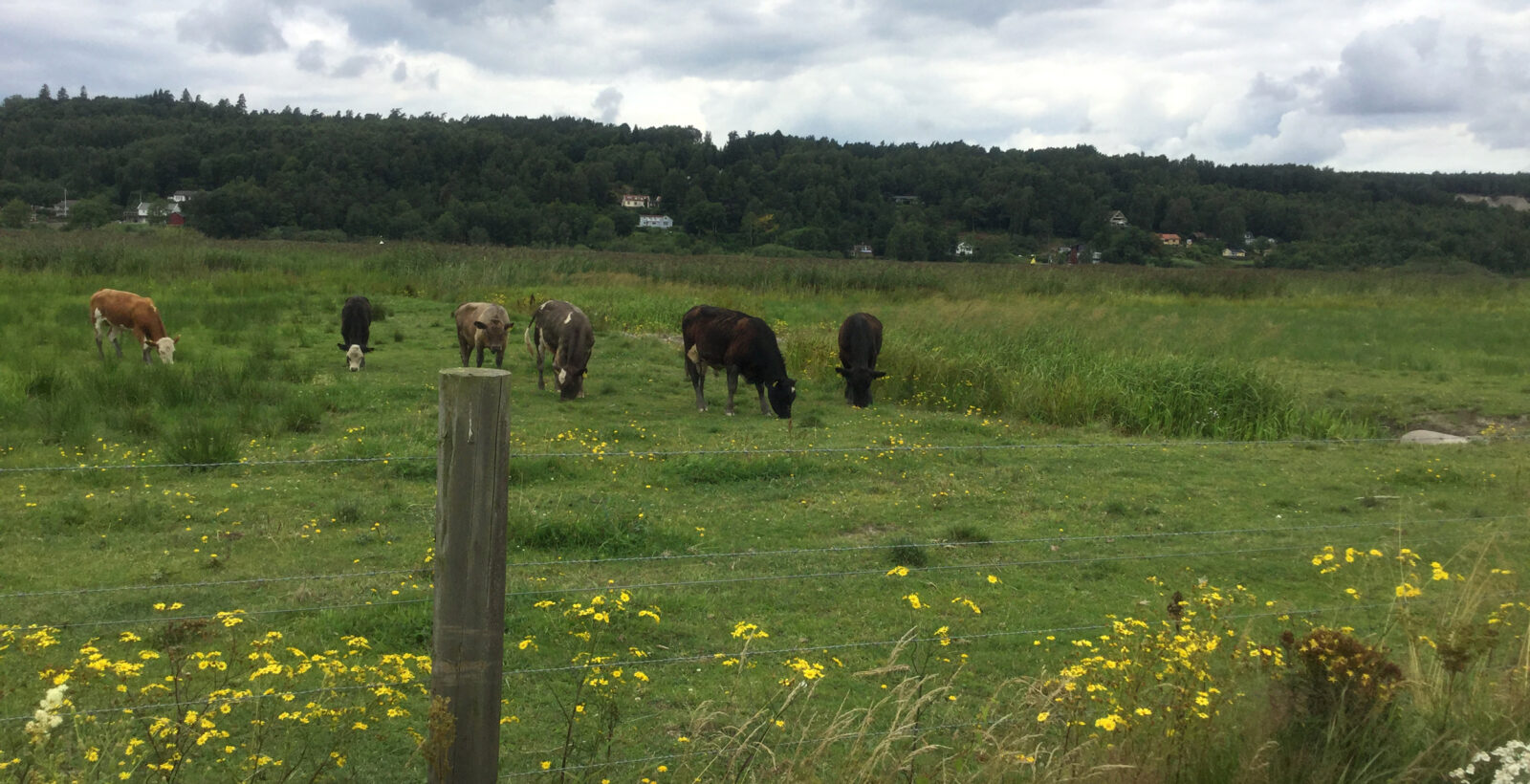 Göta älvs strandängar