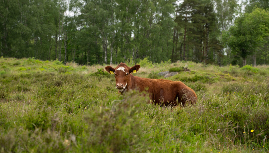 Ko ligger på marken. Foto.