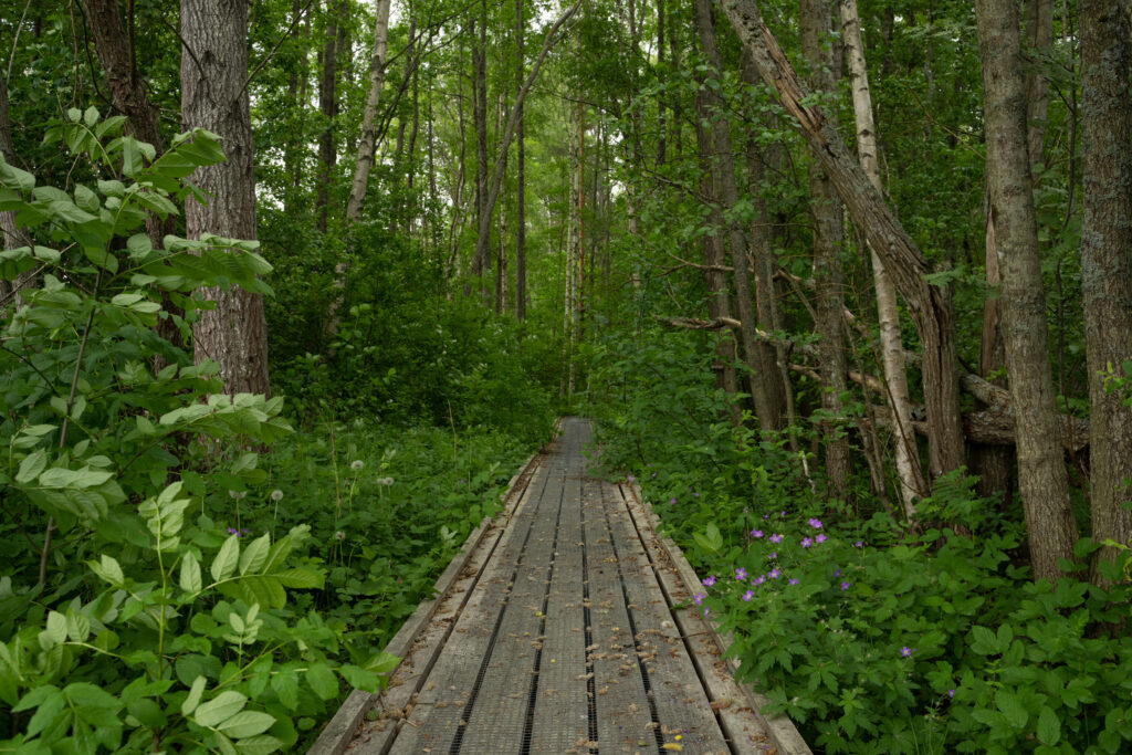 Spång i en lövskog. Foto.