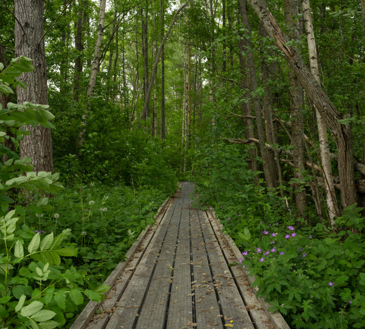 Spång i en lövskog. Foto.