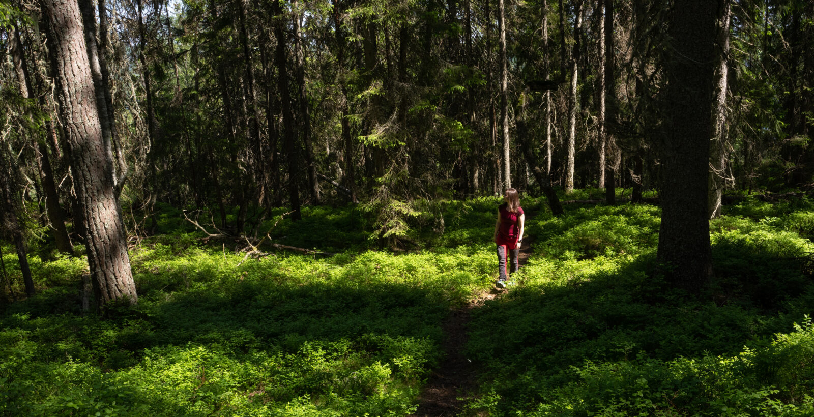 person går på en smal skogstig. Foto.