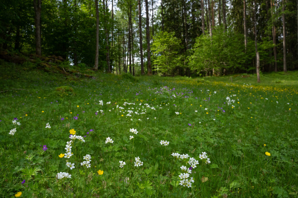 Blomstrande ängsmark. Foto.