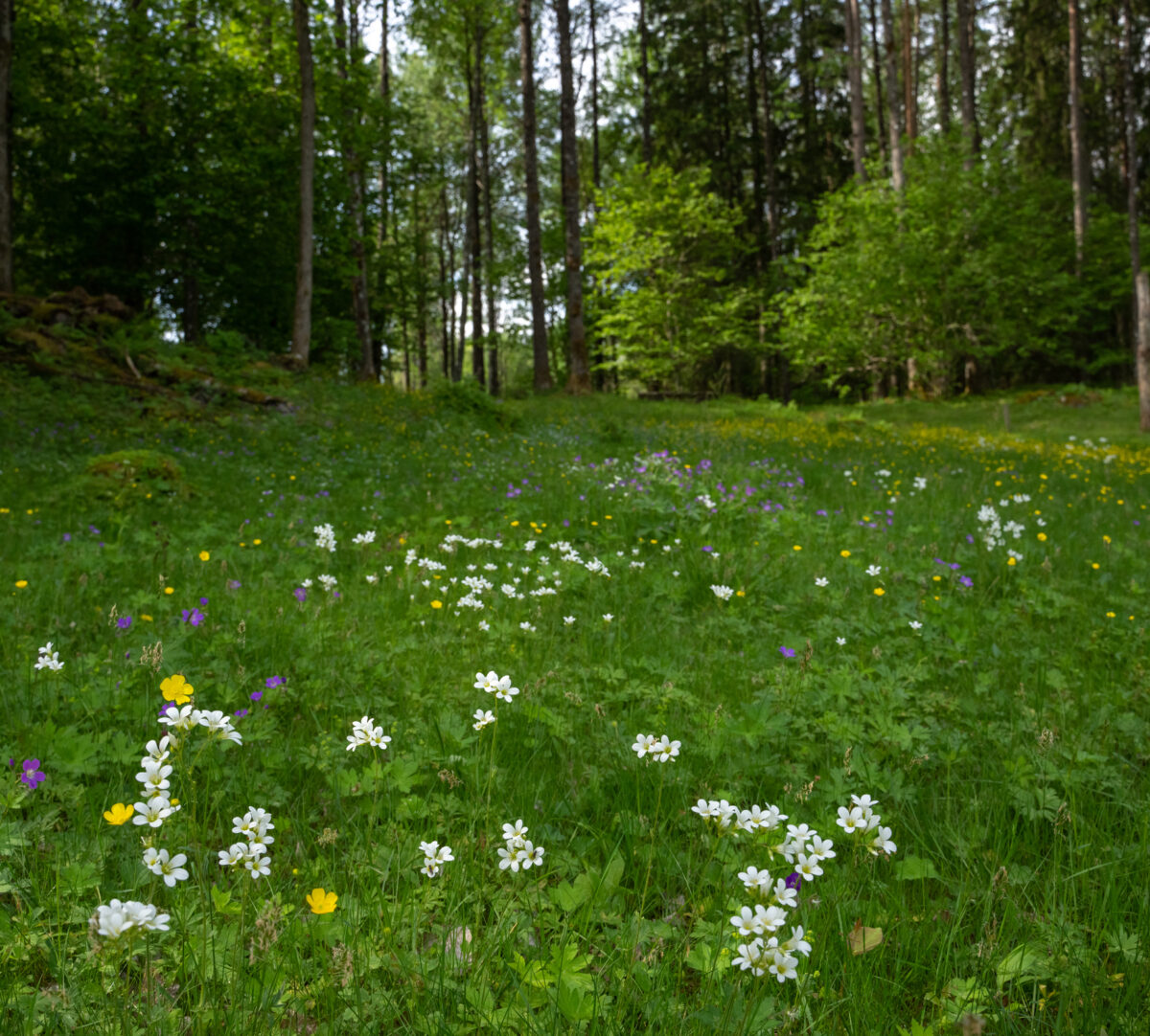 Blomstrande ängsmark. Foto.