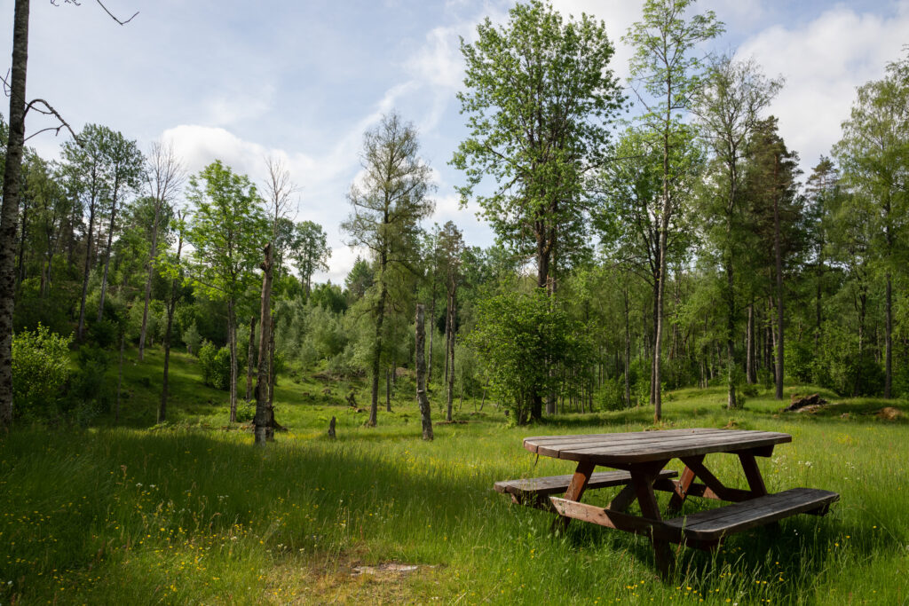 En bänk på gräsmark med träd i bakgrunden. Foto.