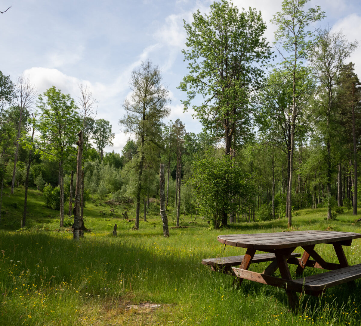 En bänk på gräsmark med träd i bakgrunden. Foto.
