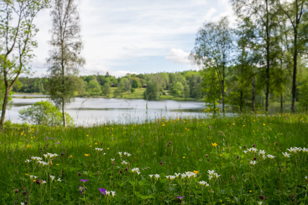 Vy över blommande äng och sjö. Foto.