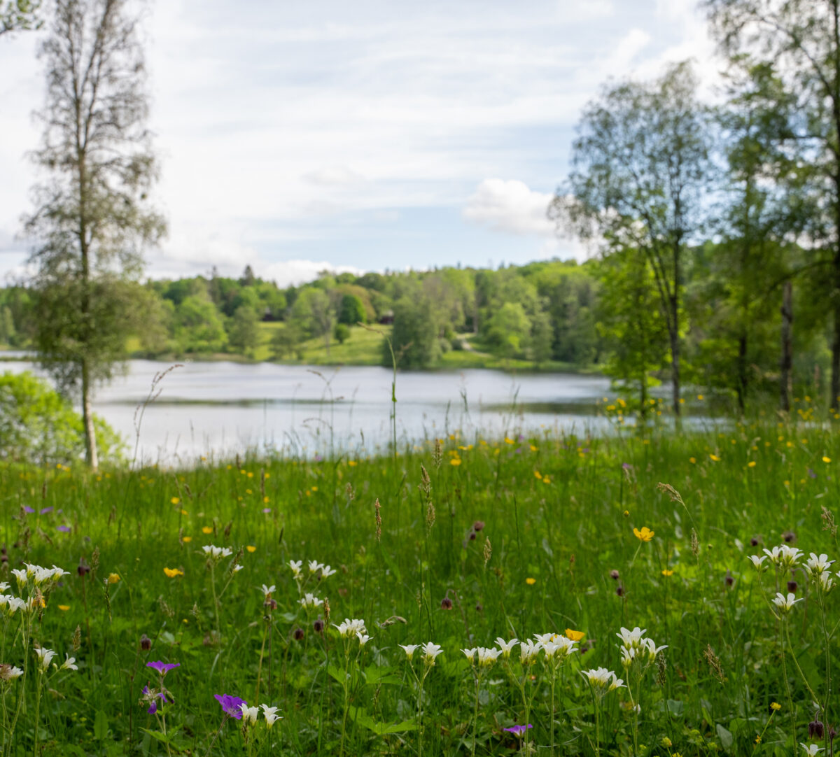 Vy över blommande äng och sjö. Foto.