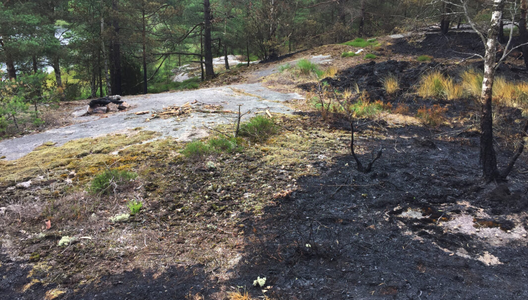 Bränd skog och mark från en brand som spridits från en lägereld. (Foto.